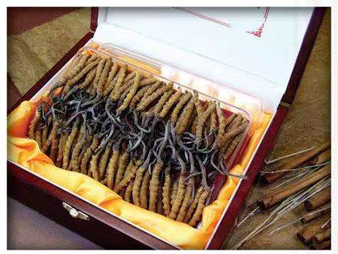 屯昌冬虫夏草回收